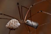 hooiwagenspin (pholcus phalangioides)